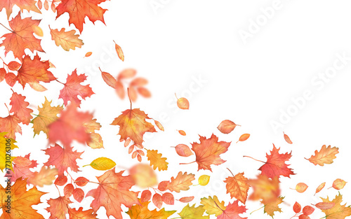 Autumn falling orange maple leaves blur on transparent background. Watercolor corner decoration. Autumnal foliage fall and leaves flying in wind motion.
