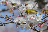 Cherry Blossoms with little bird, Japanese White-eye, on a sunny day
