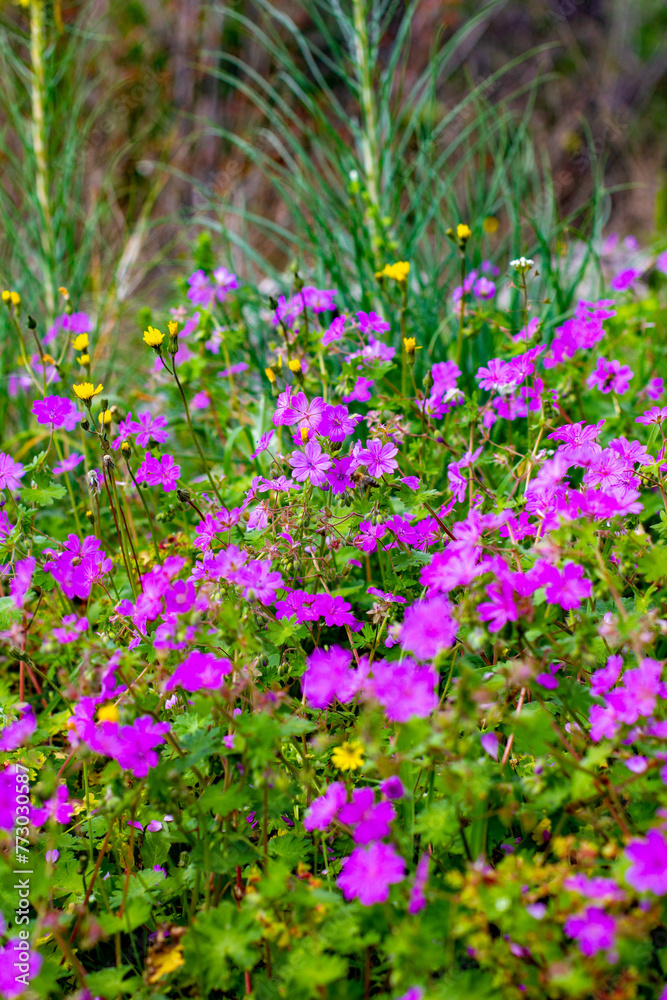 Fototapeta premium flowers in the garden
