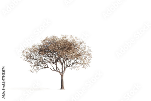 A Tree Standing Alone Isolated Against the Landscape On Transparent Background.
