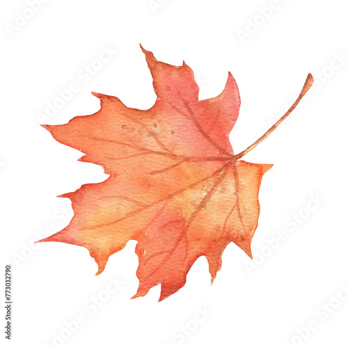 Fall maple leaf on transparent background. Hand drawn watercolor illustration isolated. Autumn red foliage