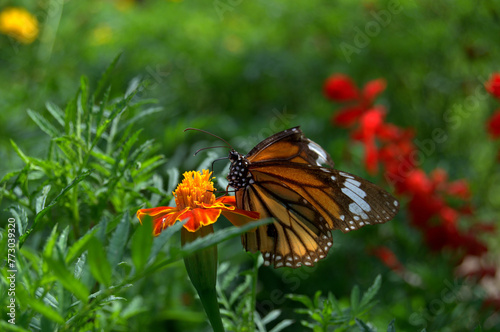 Monarch Butterfly (Danaus plexippus) nectaring from a flower in the rainforest of Thailand photo
