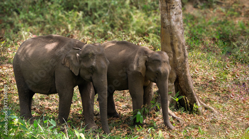 Beautiful Asian elephant images from Periyar Tiger Reserve, Western ghats photo