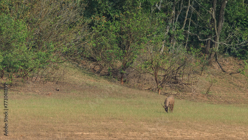 Beautiful Images from Periyar Tiger Reserve, western ghats