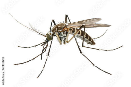Lone Mosquito Isolated On Transparent Background.