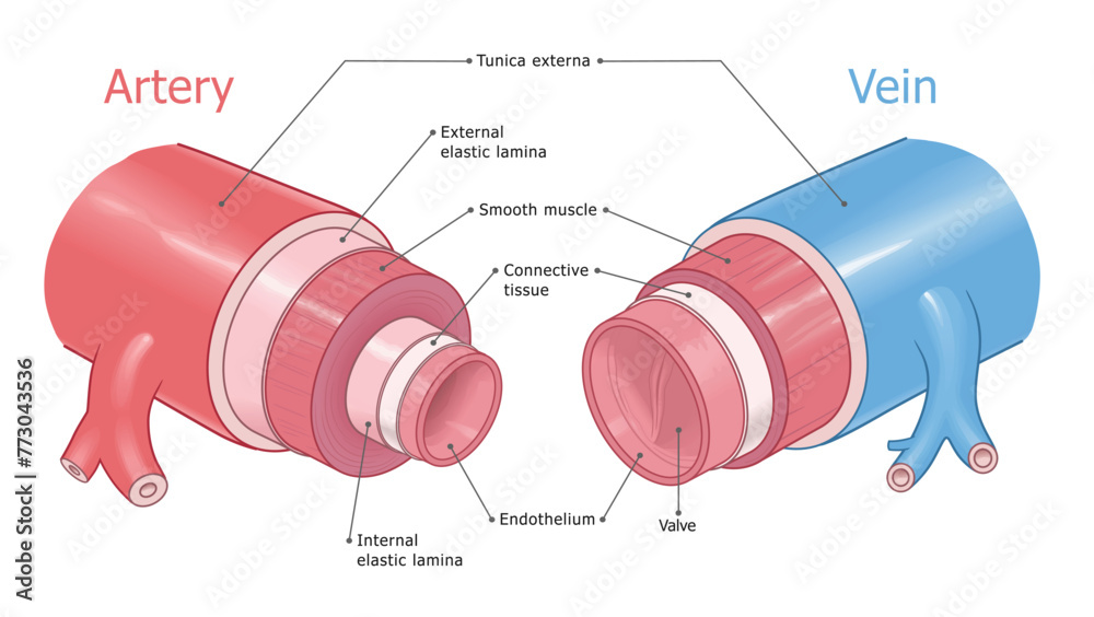 Artery and vein anatomy medical vector diagram labeled. 
 - obrazy, fototapety, plakaty 