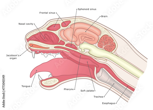 Domestic cat sagittal section vector illustration labeled. Internal cat head anatomy vet illustration. photo