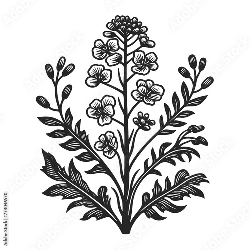 rapeseed flower and plant branch leaf sketch line art engraving generative ai raster illustration. Scratch board imitation. Black and white image.