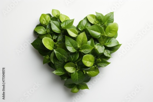 Green leaves heart shape dil on white background photo