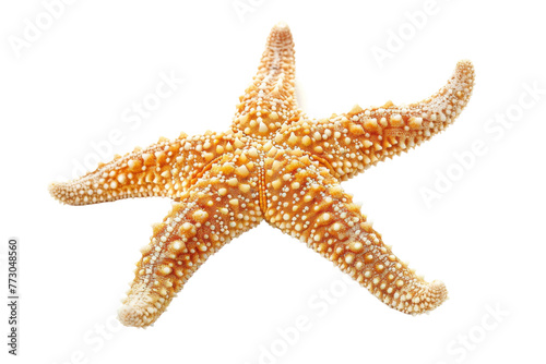 Isolated Starfish Beauty On Transparent Background.