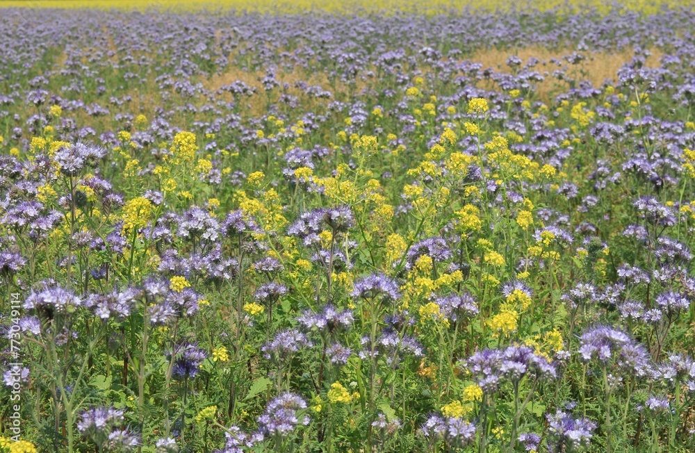 a beautiful field with purple and yellow wild flowers phacelia and rapeseed a beautiful field with purple and yellow wild flowers phacelia and rapeseed