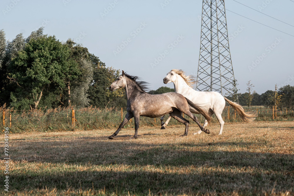 Fototapeta premium beautiful herd of three horses running in paddock paradise horse friendly environment 