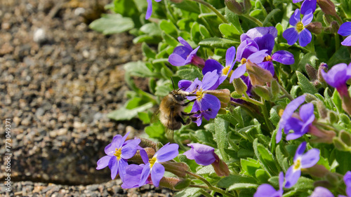 Hummel saugt Nektar