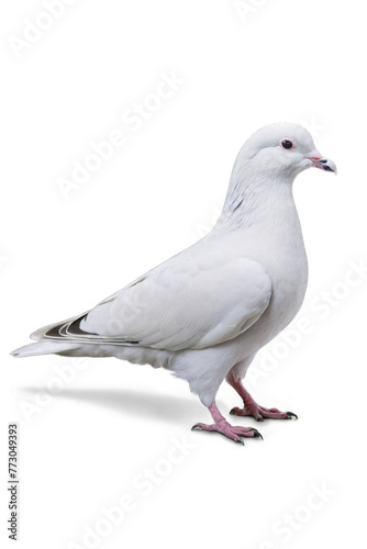 white pigeon on a white transparent background © ahmudz