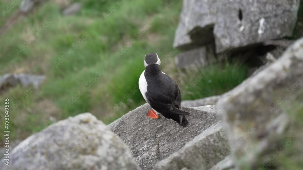 Cute and adorable Puffin seabird, fratercula, in a breeding colony on high cliff at Runde island, popular tourist destination for bird watching at the coastline of the north atlantic ocean in Norway. Cute and adorable Puffin seabird, fratercula, in a breeding colony on high cliff at Runde island, popular tourist destination for bird watching at the coastline of the north atlantic ocean in Norway.