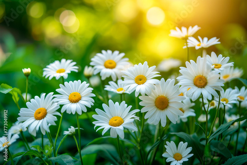 Field of white flowers with yellow centers is bathed in sunlight.