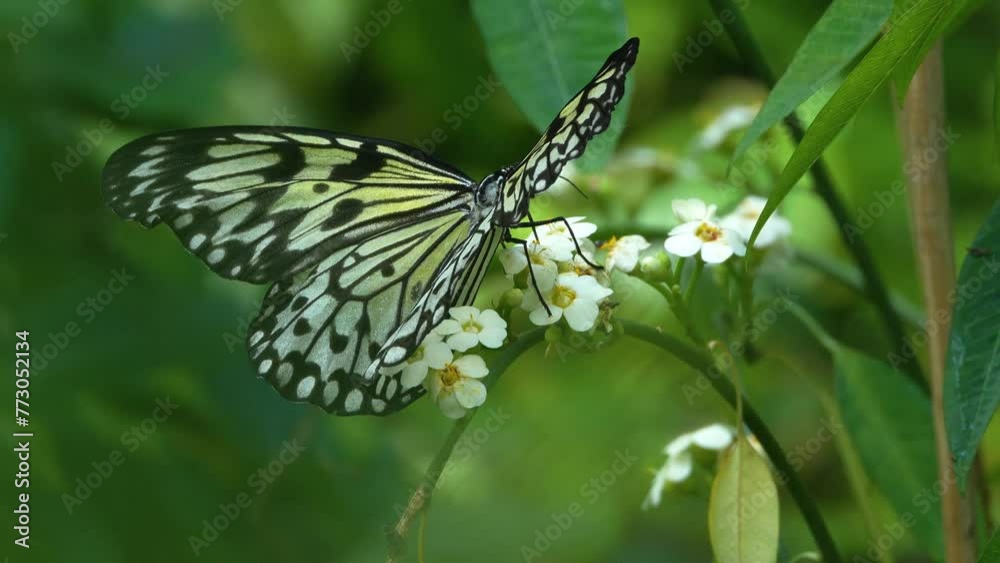 Close up of a tree nymph butterfly moving around a flower on a sunny day in slow motion.
Close up of a tree nymph butterfly moving around a flower on a sunny day in slow motion.