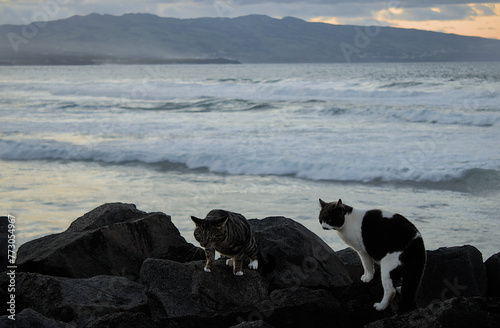 Two cats on rocks by the ocean