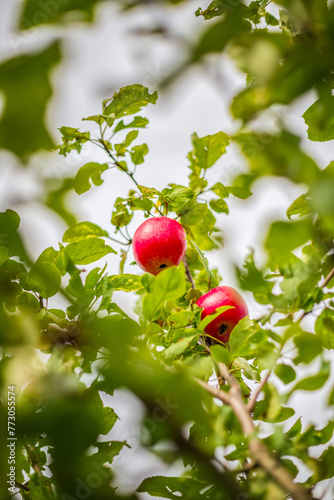 Ripe apples on an apple tree branch. The concept of a garden and fruit trees.