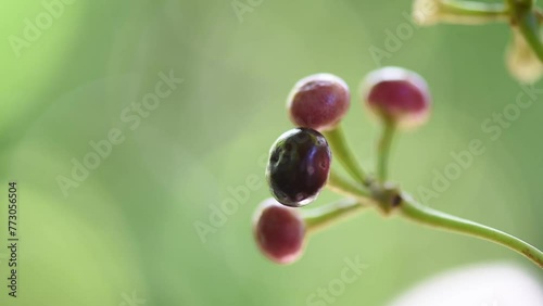 Ardisia polycephala branch fruits on natural background. photo