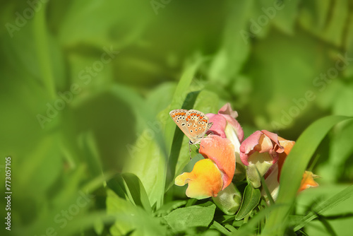 Brown Argus butterfly, Aricia agestis, early morning sitting on snapdragon flower in grass on sunny day photo