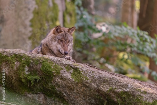 A gray wolf (Canis lupus) resting on a rock. Wildlife scene with a adult wolf. European wilf in the nature habitat.