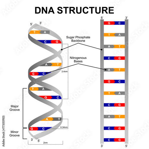 DNA Structure illustration artwork concept