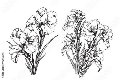 Vector floral illustration line flower black and white Gladiolus on a white background. Sword lily, gladiola, gladioli. One line drawing style.