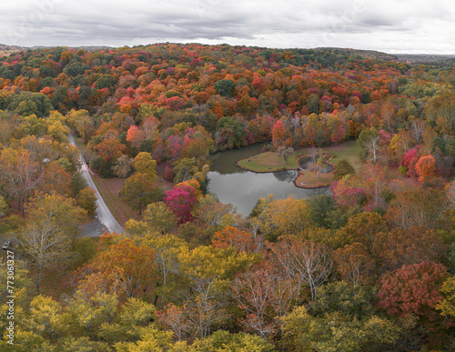 autumn in the forest