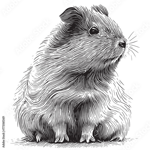 Vector antique engraving drawing illustration of guinea pig or cavy isolated on white background photo