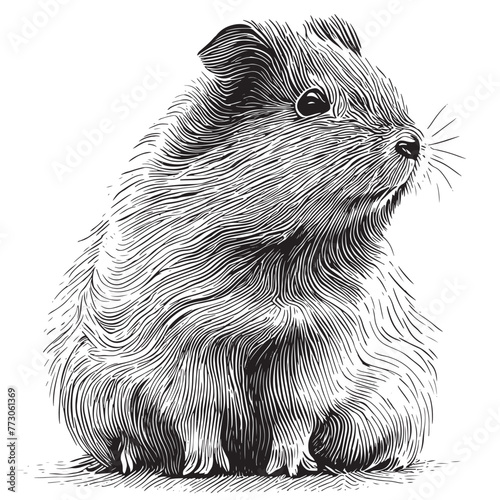 Vector antique engraving drawing illustration of guinea pig or cavy isolated on white background