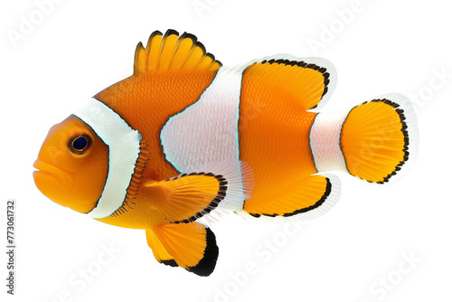 Orange Clownfish with White Stripes isolated on transparent background