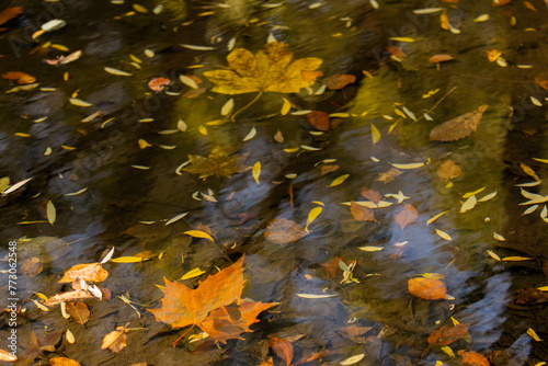 水面の落ち葉 © reikaphoto