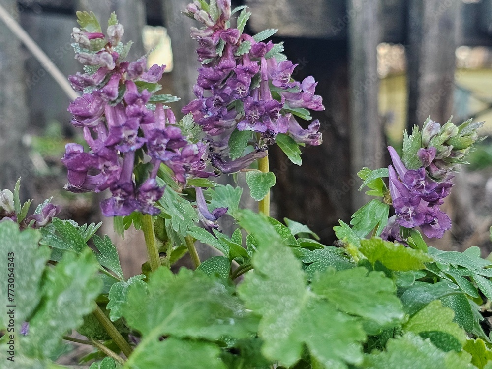 Obraz premium flowers in the garden