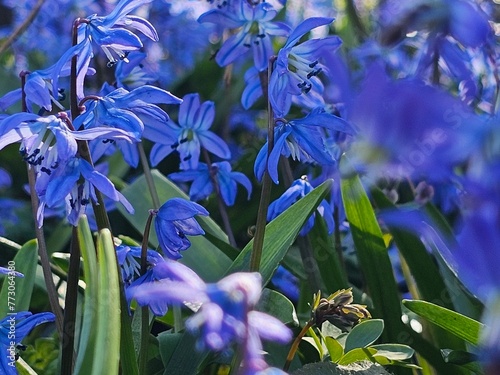 flowers, blue flowers, floral background