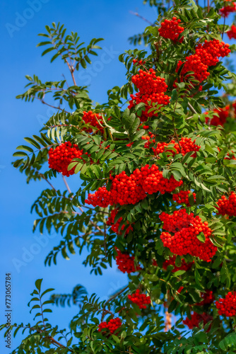 Rowan berry in the summer. Blue sky against a background of bright berries.  A natural postcard.