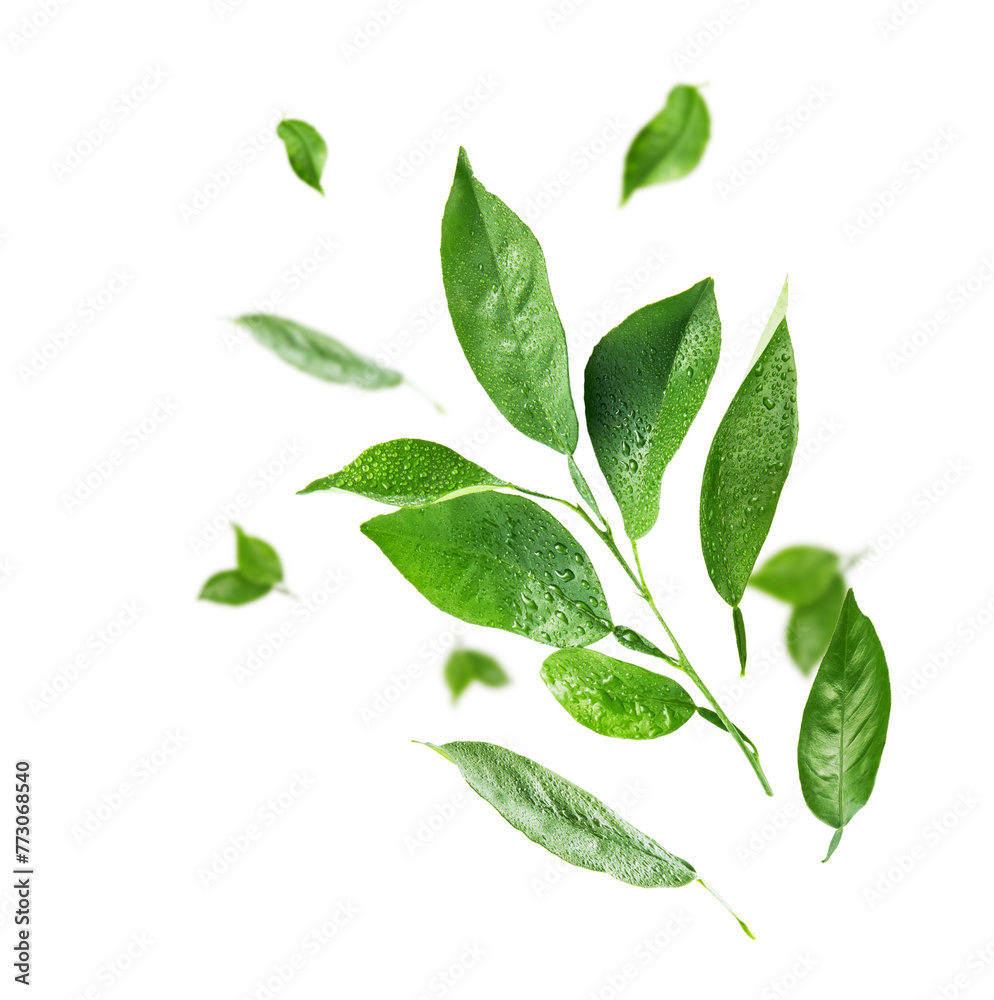 Lemon leaves isolated. Set of flying green lemon leaves isolated on white background with drops. Can be used for self design. Earth Day concept. With clipping path.