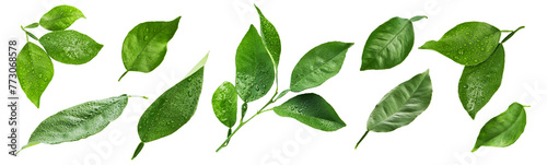 Lemon leaves isolated. Set of flying green lemon leaves isolated on white background with drops. Can be used for self design. Earth Day concept. With clipping path. © kasia2003