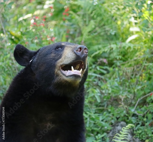 Florida Black Bear Homosassa Springs Maximus photo