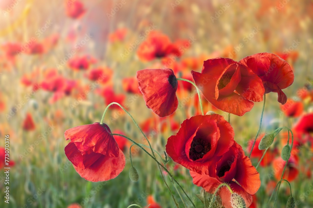Fototapeta premium Red poppies field. Concept of Remembrance or armistice