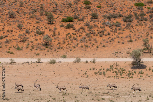View of herd of Gemsboks, oryx - Oryx gazella - going on desert to the waterhole with red sand in background. Photo from Kgalagadi Transfrontier Park in South Africa. © PIOTR