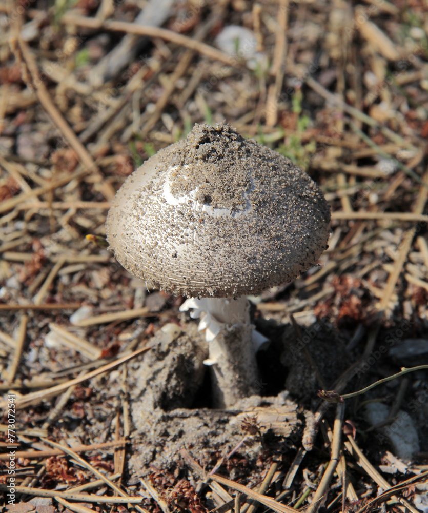 Fotografie Un champignon dans le sous bois