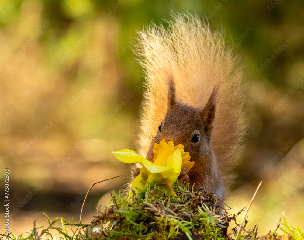 Fotografie Curious little scottish red squirrel sniffing a spring daffodil