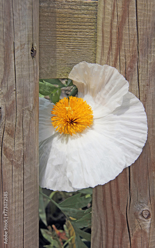 jolie fleur blanche dans la clôture photo