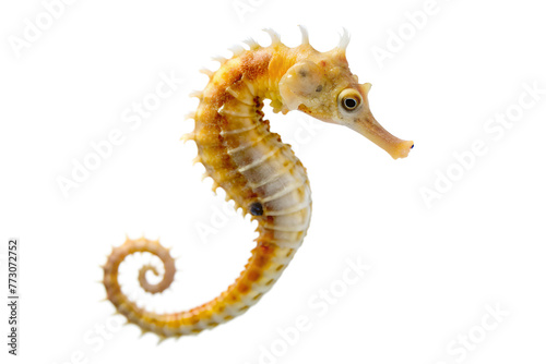 Sea horse on transparent background photo