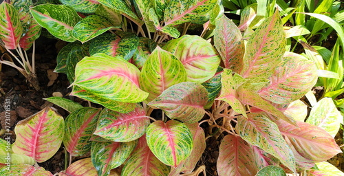 Siam-Aurora leaves are long, oval shaped, and the edges are framed in a pink-red color. The middle of the leaf has different green-yellow patterns. Aglaonema or Chinese Evergreen is a small shrub.
