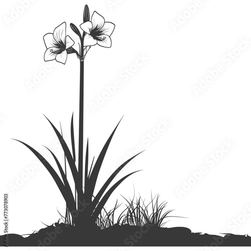 Silhouette amaryllis flower in the ground black color only