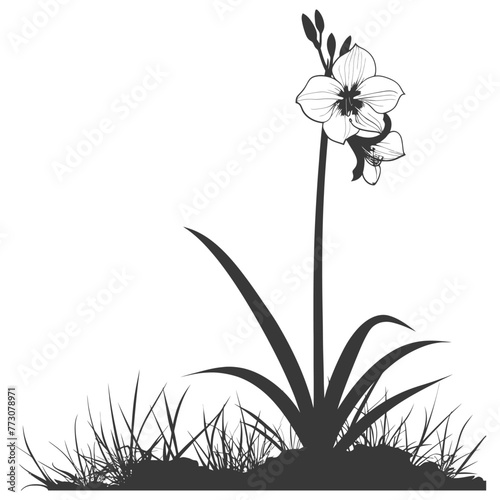 Silhouette amaryllis flower in the ground black color only