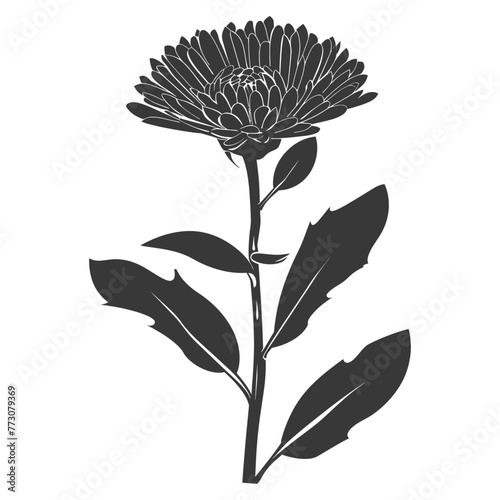 Silhouette aster flower black color only