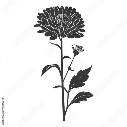 Silhouette aster flower black color only